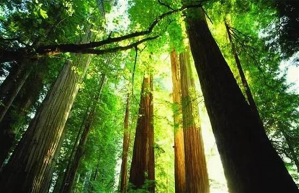 大自然木门应邀参与《绿色木质门产品评价》行业标准制定